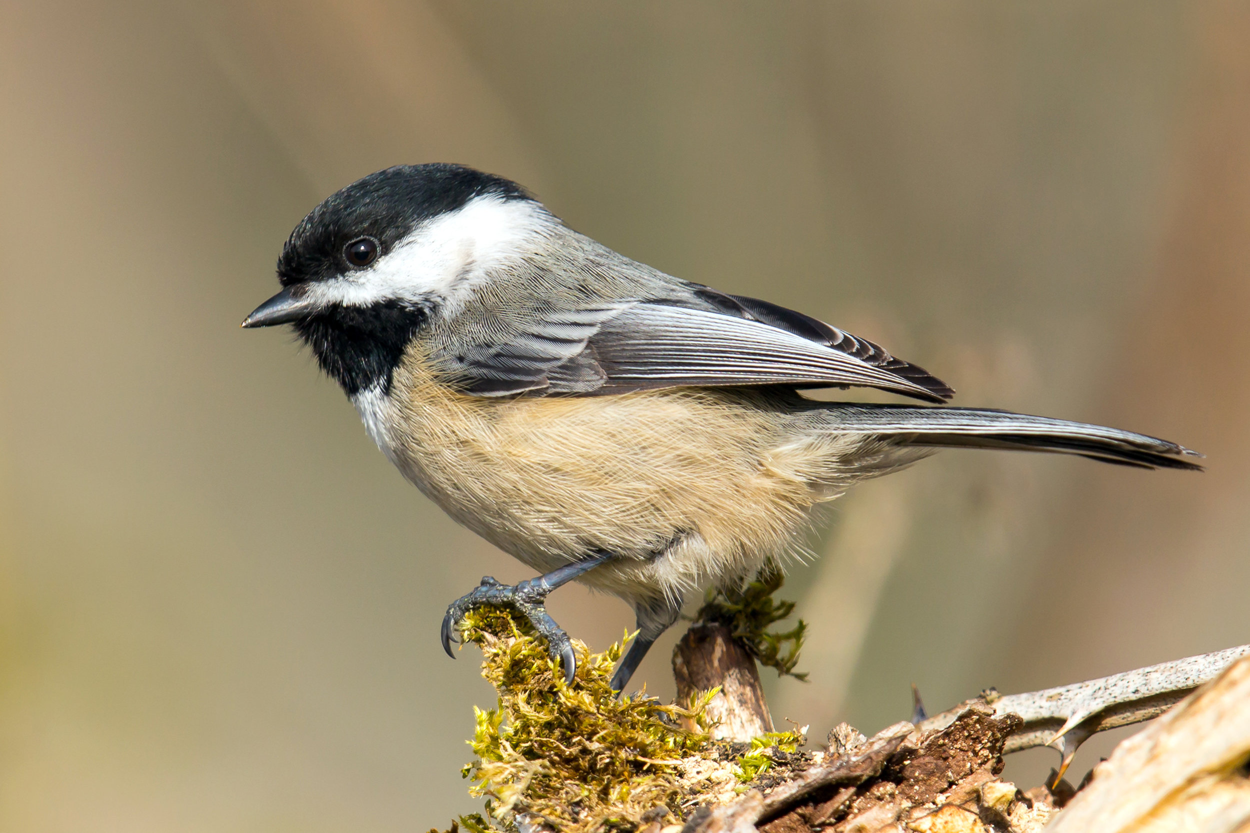 Black-Capped Chickadee — Eastside Audubon Society