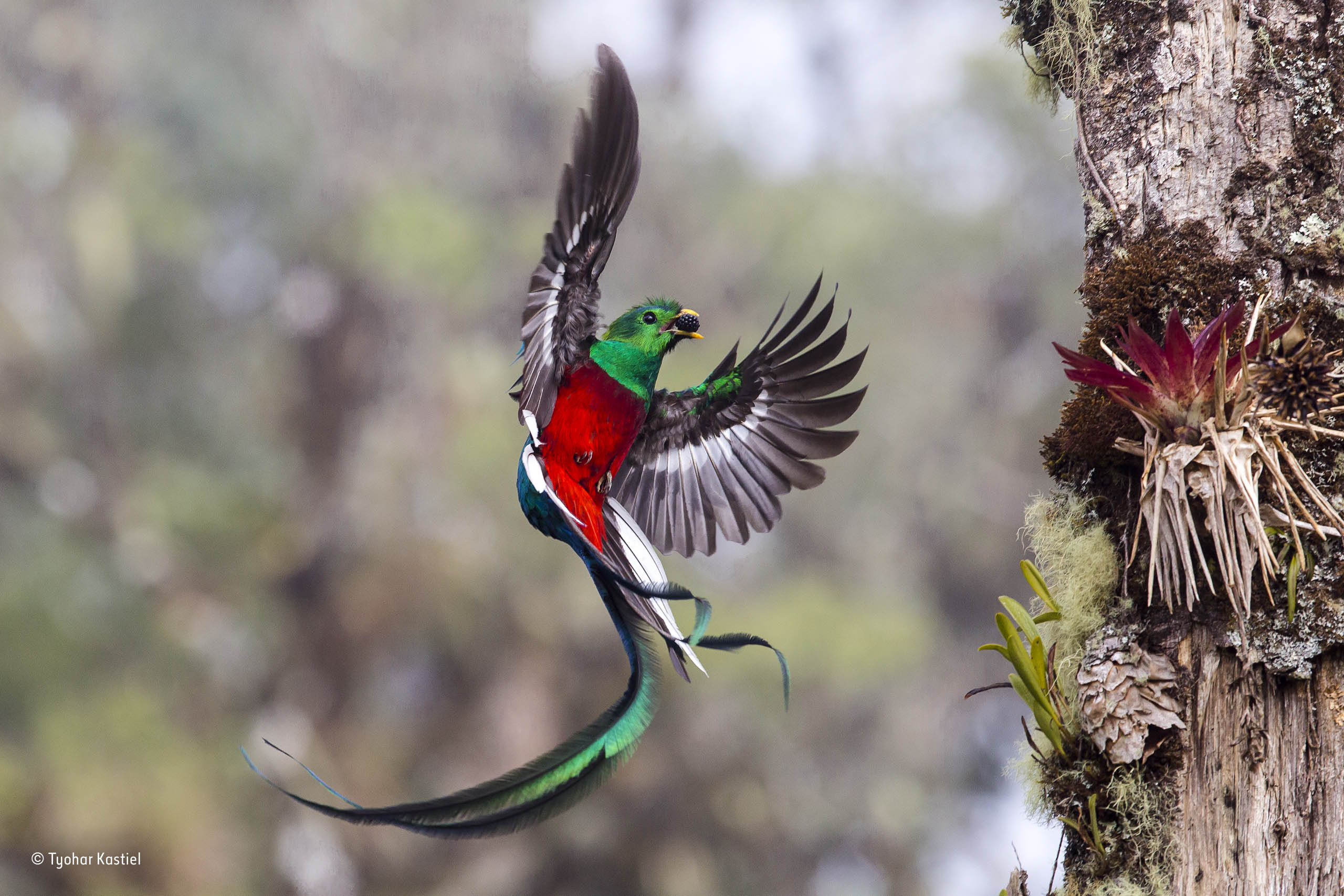 Resplendent delivery | Wildlife Photographer of the Year | Natural History Museum